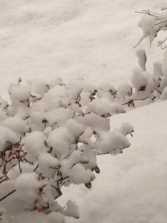 White Xmas