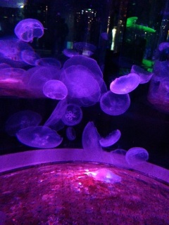 (untitled)
